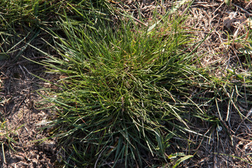 A Bush of green thin grass. On the hill a Bush.