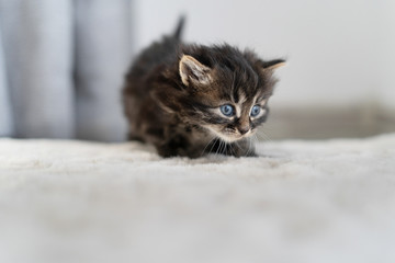 a little kitten on the carpet in the apartment is played. Fun healthy animal.