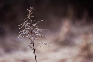Escape of dry meadow grass in early spring in creative style