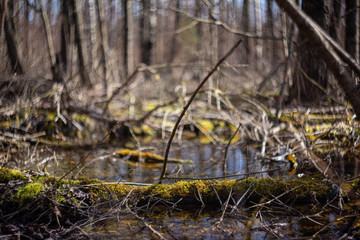 A log covered with moss on the background of a forest swamp