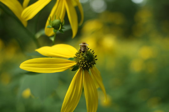 Bee on a conflower