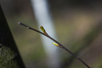 Branch with leaf buds