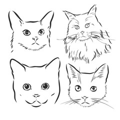 Cute cats. Vector illustration in black and white, portrait of a cat, cat head vector sketch illustration