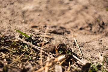 Little brown frog on damp ground