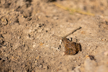 Little brown frog on damp ground