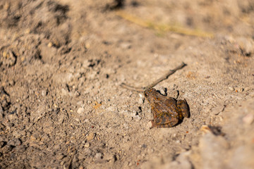 Little brown frog on damp ground