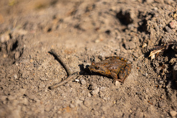 Little brown frog on damp ground