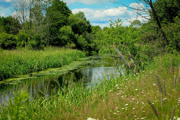 Meadow river on a sunny day