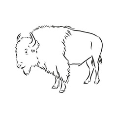 Obraz na płótnie Canvas black and white bison vector illustration, bison vector sketch illustration