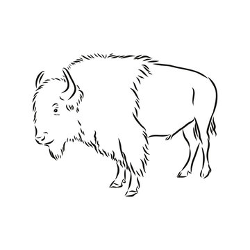 black and white bison vector illustration, bison vector sketch illustration