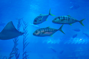 Fototapeta premium Fische