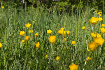 closeup of buttercups, wild flowers and grass for sustainable park