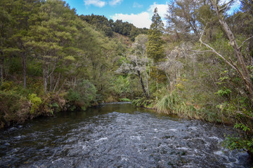 te waikoropupu springs in new zealand