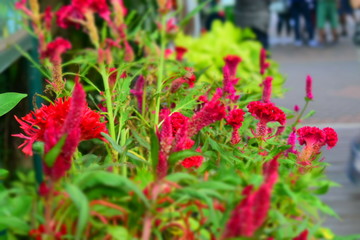 red flowers in the garden