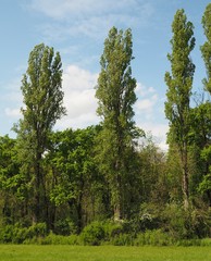 three poplars at edge of a forest