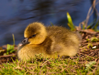 A sweet, yellow and beautiful adorable newborn goose at the waterside, closeup