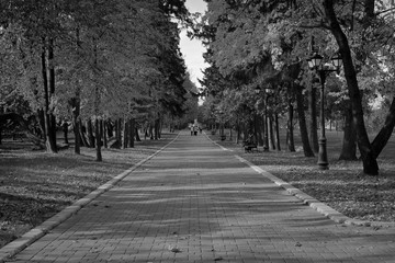 Alley in the autumn park stretching into the distance in BW
