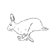hare, doodle style sketch illustration hand drawn vector, hare vector sketch illustration © Elala 9161