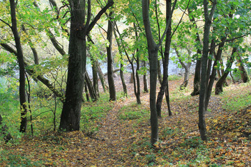 A steep descent into the river strewn with yellow fallen leaves