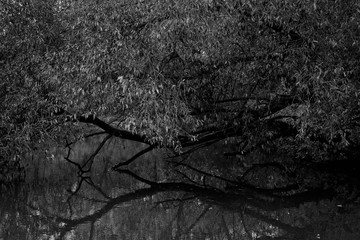 black and white wood branches lay with river