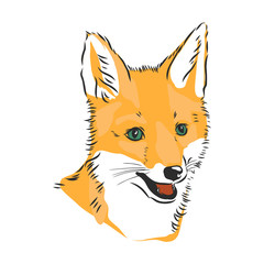 Obraz premium Fox portrait. Hand drawn vector illustration. Can be used separately from your design. portrait of a Fox, Fox head vector sketch illustration