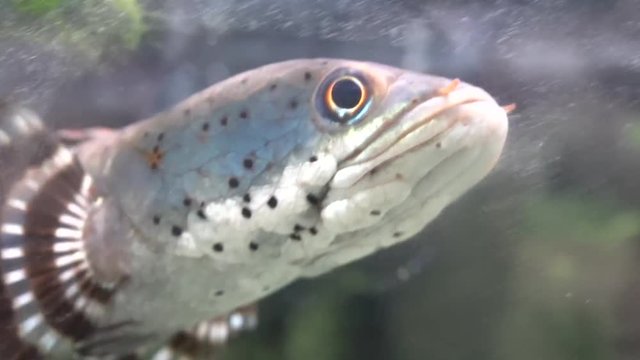 Snake head swimming slowly in the aquarium