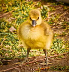 Cute , yellow, little biddy of a greylag goose in the green grass