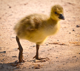 Obraz premium One cute, little, yellow, bird baby, goose fledgling walking on the ground of sand