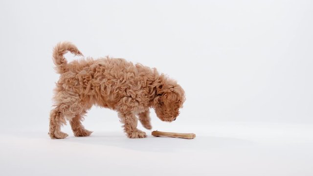 Cute little cockapoo puppy searching and sniffing bone in studio isolated on white background shot in 4k