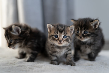 three little kittens. Shorthair breed of animals. Sitting at home on the bed.