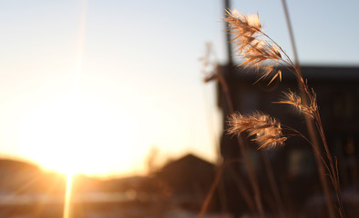 Sunset on grass background