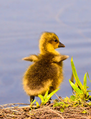 A sweet, yellow and beautiful adorable newborn goose at the waterside, closeup