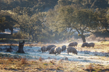 Group of Iberian pig in the meadow in the mountains of Aracena, Spain