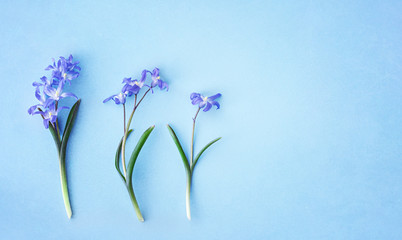 Naklejka premium Scilla luciliae on a blue background close up. Bulbous flowering plants. Flat lay. Copy space.