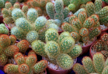 Closeup Row of potted Ladyfinger Cactus Succulent Plants For Background or Banner