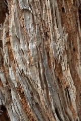 Texture of an old tree, wood texture.