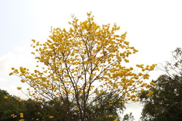 yellow fkowers in the tree