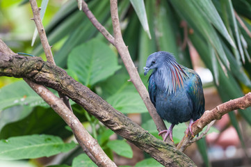 Oiseau - Parc Zoologique