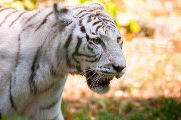 Tigre - Parc Zoologique