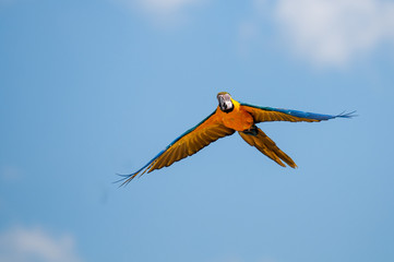 Perroquet Ara bleu - Parc Zoologique