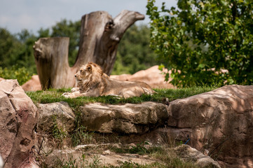  Lion - Parc Zoologique