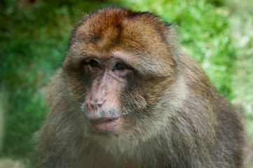 Macaque - Parc Zoologique