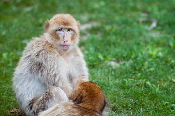 Macaque - Parc Zoologique