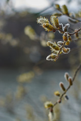 Blooming willow, pussy-willow twig, willow closeup.