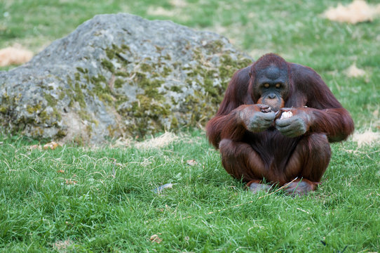 Oran Outang - Parc Zoologique