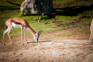 antilope - Parc Zoologique