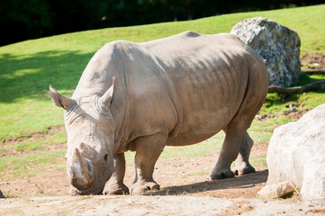 Rhinocéros - Parc Zoologique