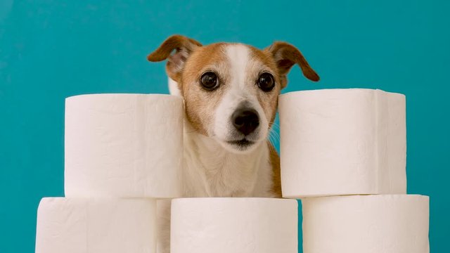 Cute dog sitting with rolls of toilet paper against blue wall