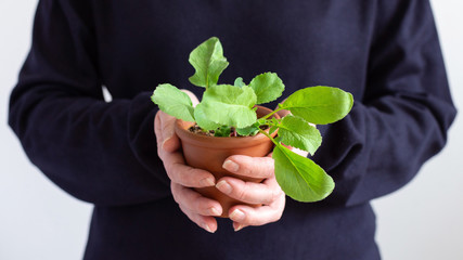 Woman holds a pot in her hands with green seedlings of young radish
