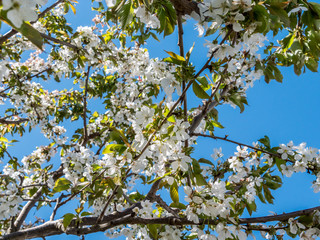 Cherry blossom before a blue sky